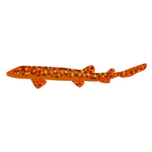 Orange Coral Cat Shark